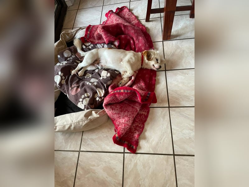 Ulli - entspannter Familienhund zum Verlieben