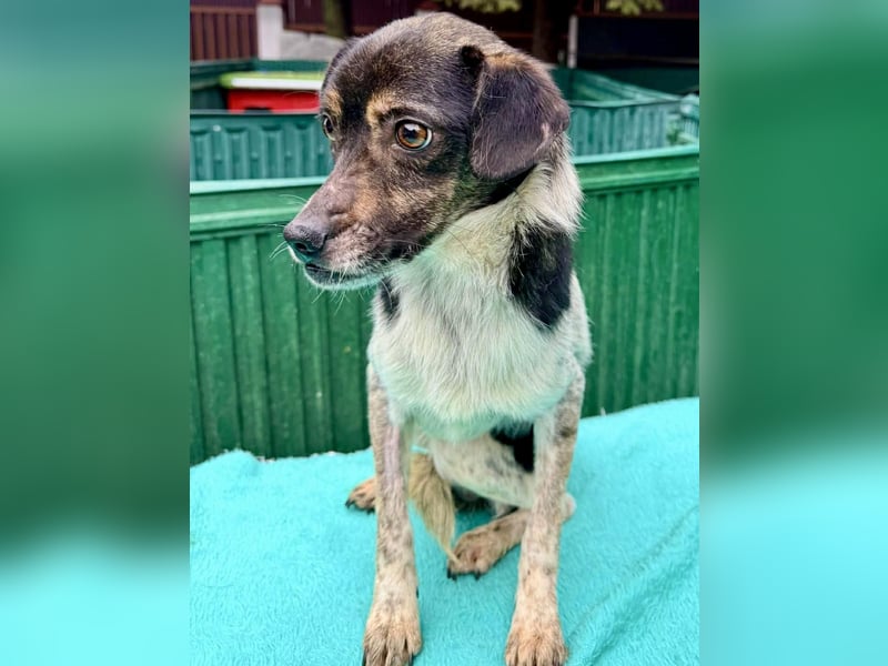 Sensibler, freundlicher Louie