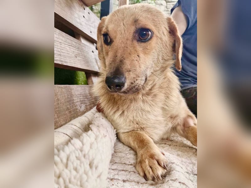 Chaplin – kleiner Hundemann sucht sein großes Glück