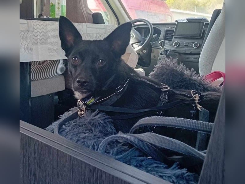 Jungspund JERRY, wo darf er einziehen?