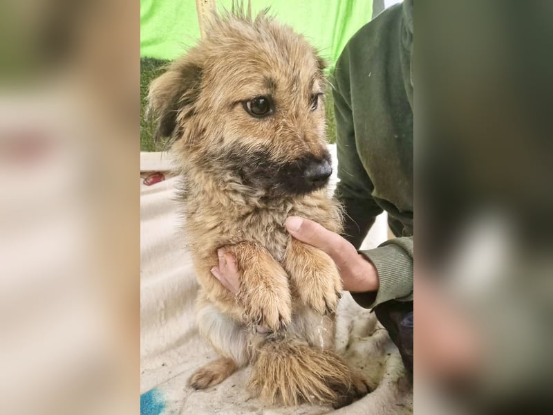Sanfte kleine Alva sucht ihr Glück