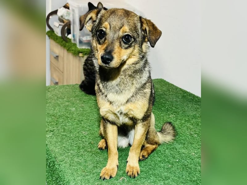 Zartes Hundemädchen Netty