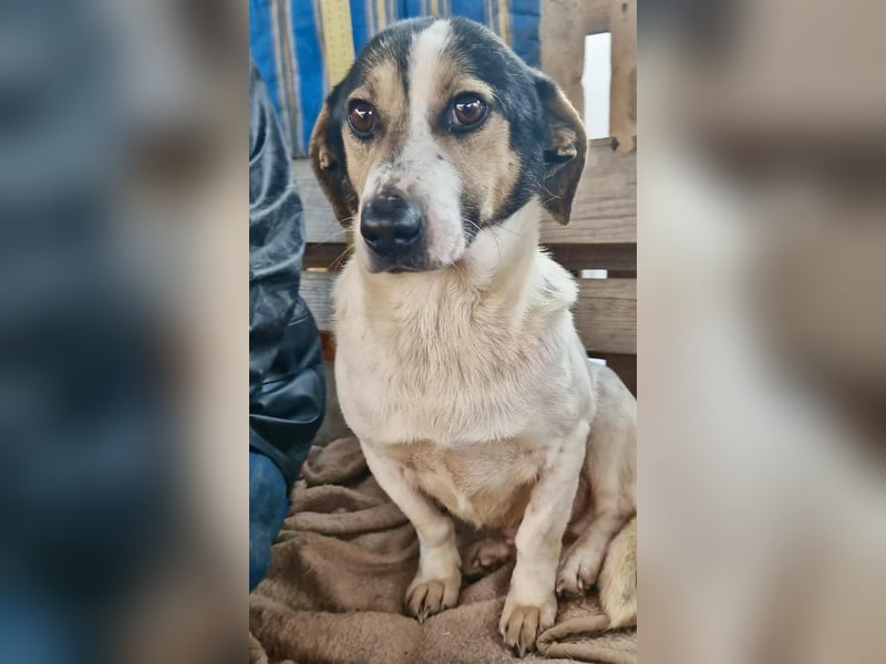 Trauriger kleiner Rambo