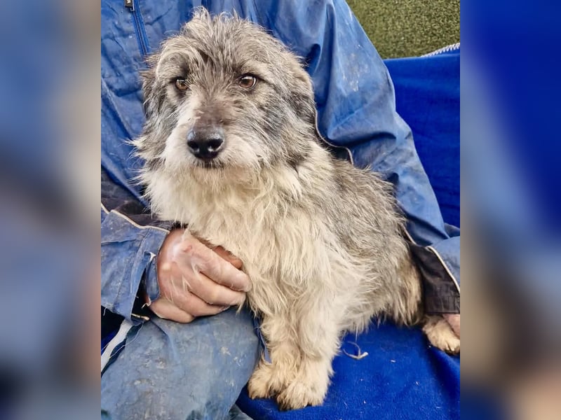 Kleiner Scottie sucht sein Glück
