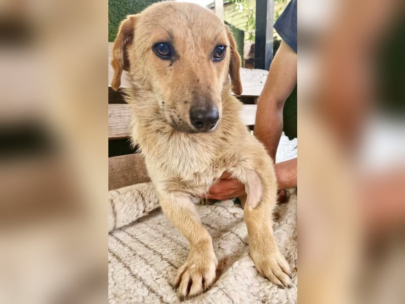 Chaplin – kleiner Hundemann sucht sein großes Glück