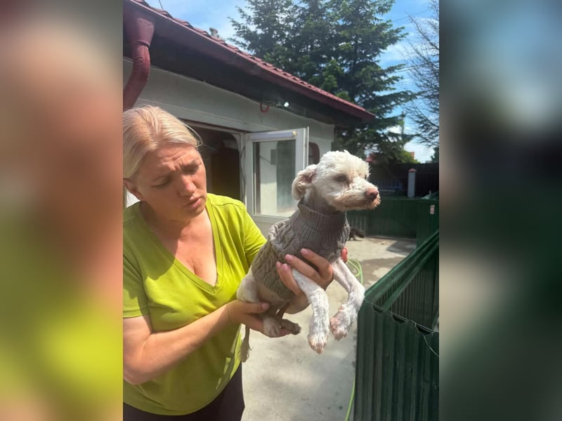 Flöckchen – kleines Hundemädchen sucht ihr Glück