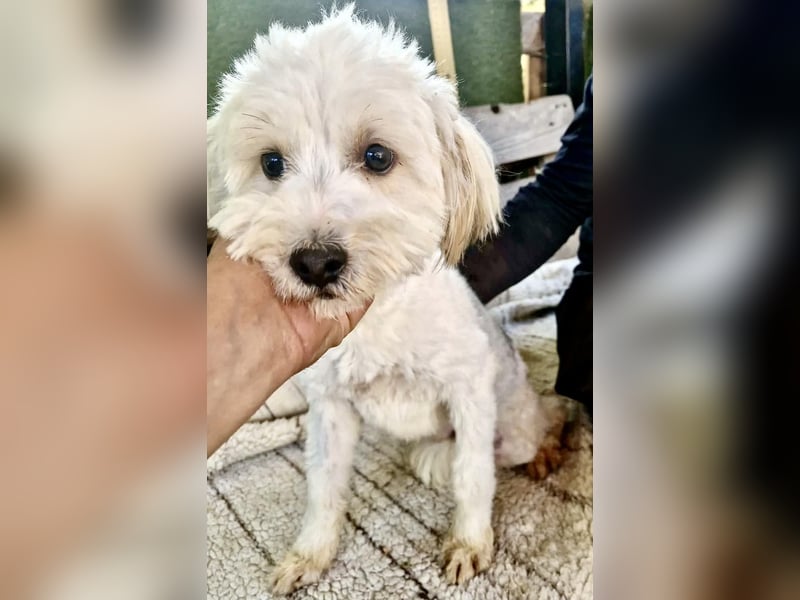 Snoopy – kleiner Gute-Laune-Hund sucht sein Glück