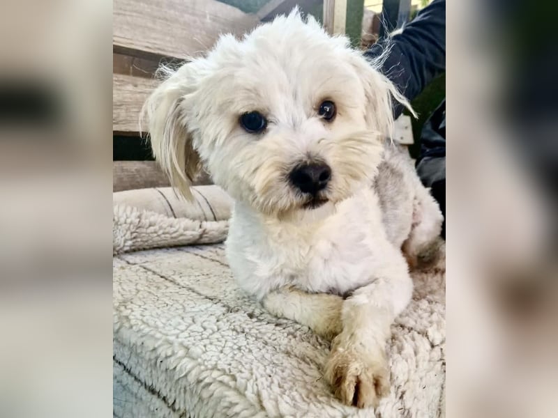 Snoopy – kleiner Gute-Laune-Hund sucht sein Glück