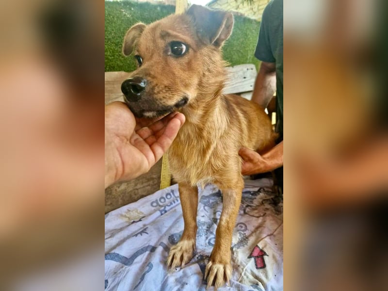 Perry, kleiner Schatz sucht wieder ein Zuhause