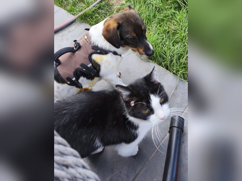 Katzenfreundlicher Welpe Krümel sucht ein aktives Zuhause