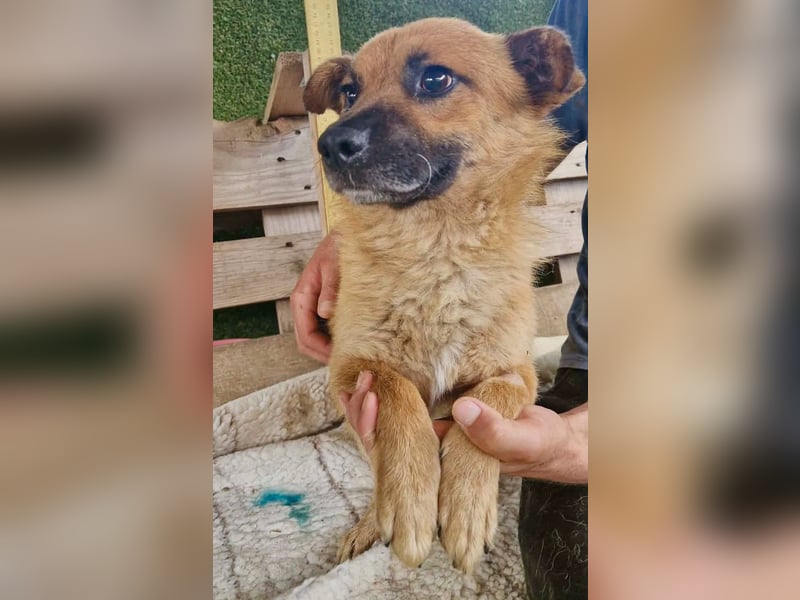 Kleiner Thor sucht sein großes Glück