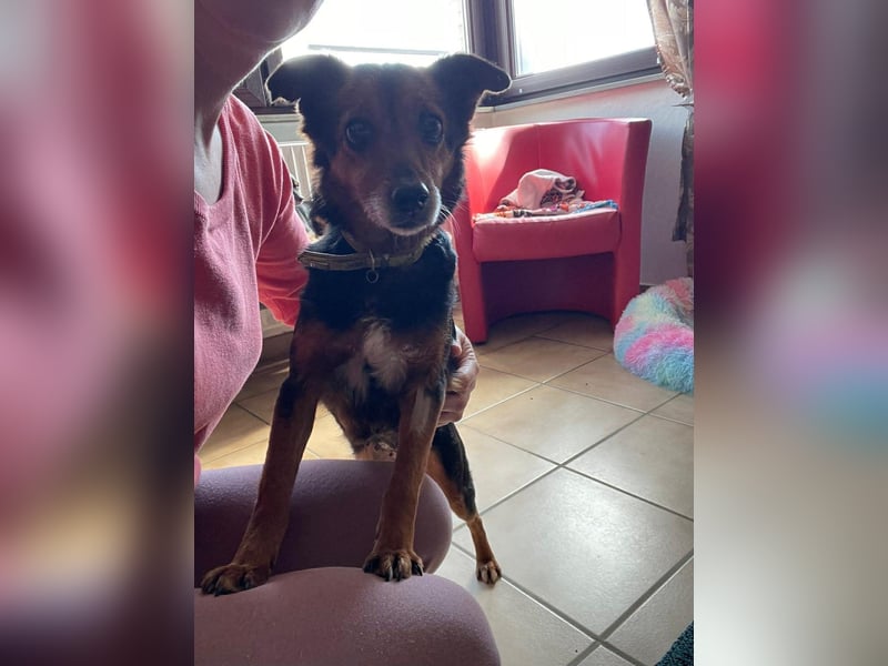 Liebesbedürftige Linn sucht Für-Immer-Zuhause