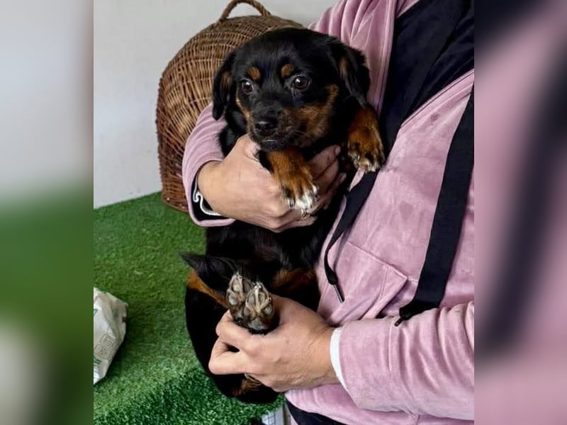 Katzenverträgliches Mini Mäuschen Gretchen