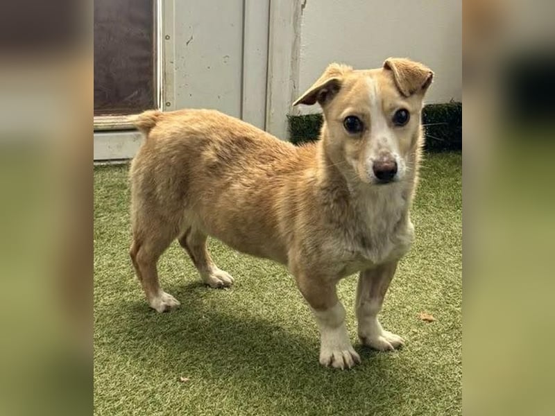 Kuschelhund Chester braucht seine Menschen