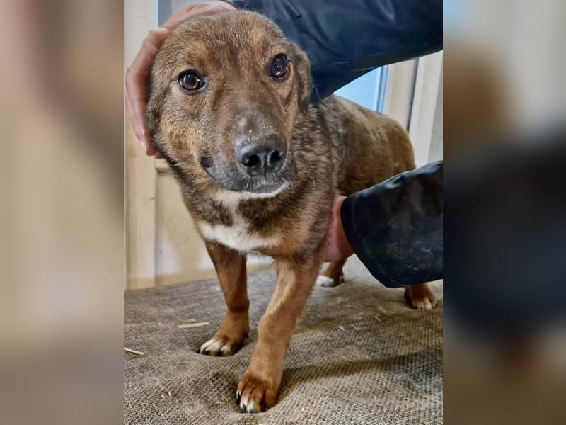 Dankbare, super sanfte Meg