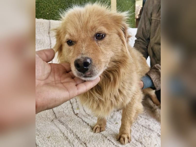Socke – fröhlicher kleiner Grinsebär sucht sein Glück