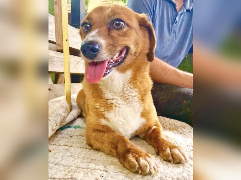 Tapsy, kleines Herz sucht Geborgenheit
