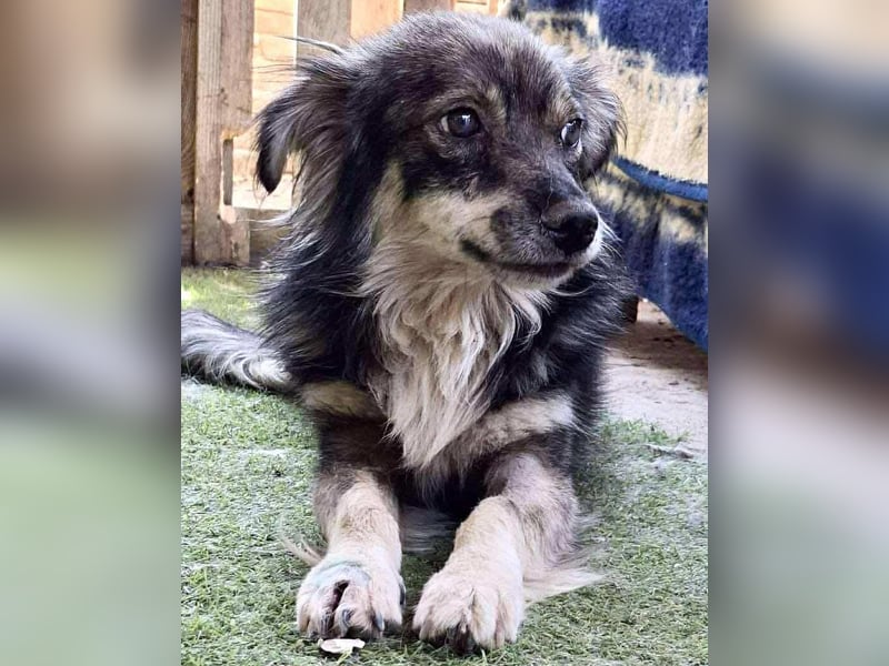 Ilay – junger, menschenbezogener Rüde sucht liebevolles Zuhause