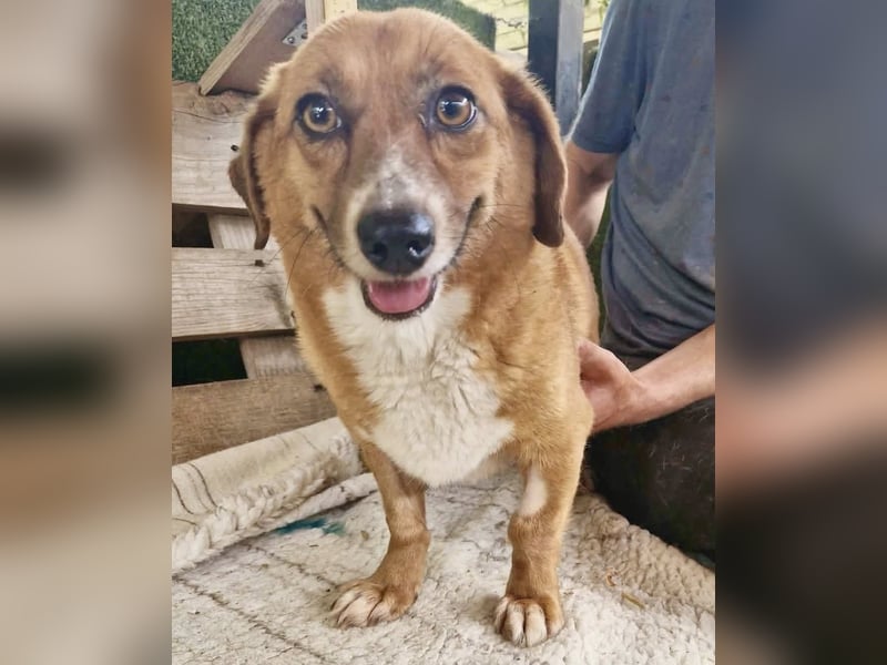 Tapsy, kleines Herz sucht Geborgenheit