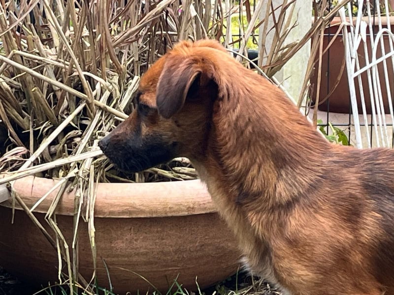 Kleine Allrounderin Nika sucht Familienanschluss