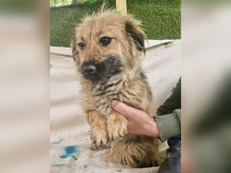 Sanfte kleine Alva sucht ihr Glück