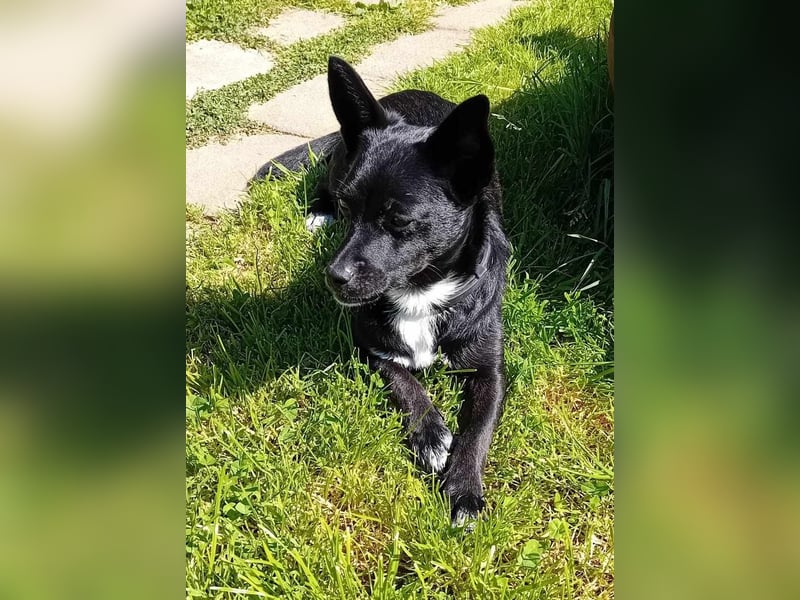 Jungspund JERRY, wo darf er einziehen?