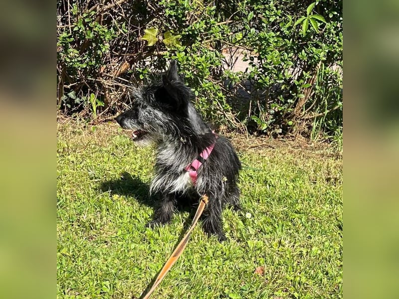 Fröhliche Terrier-Mix-Hündin Finja sucht liebevolles Zuhause