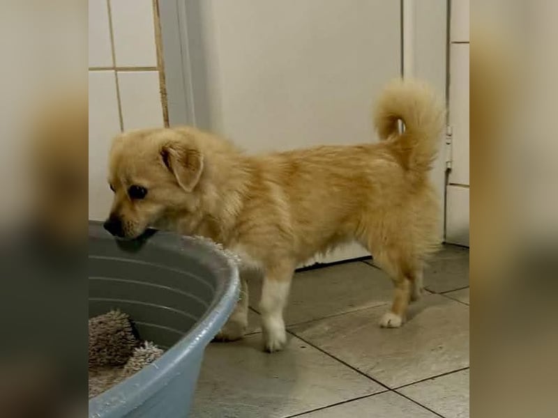 Katzenverträgliches Mini Männlein Capper