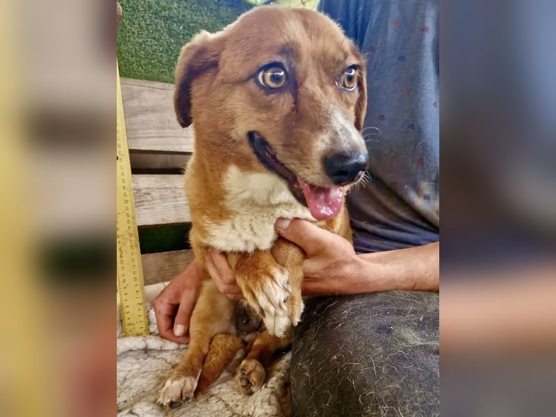 Tapsy, kleines Herz sucht Geborgenheit