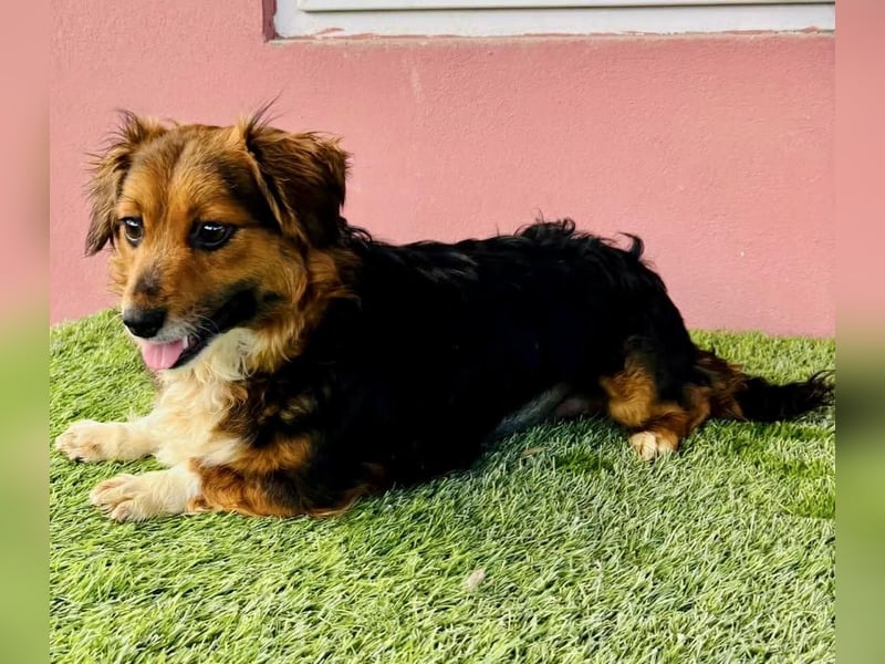 Mini Knutschkugel Kessie