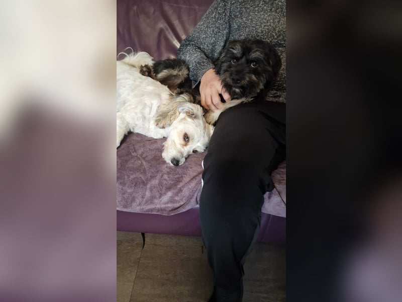 Kuschelbär Anton auf der Suche nach seiner Familie