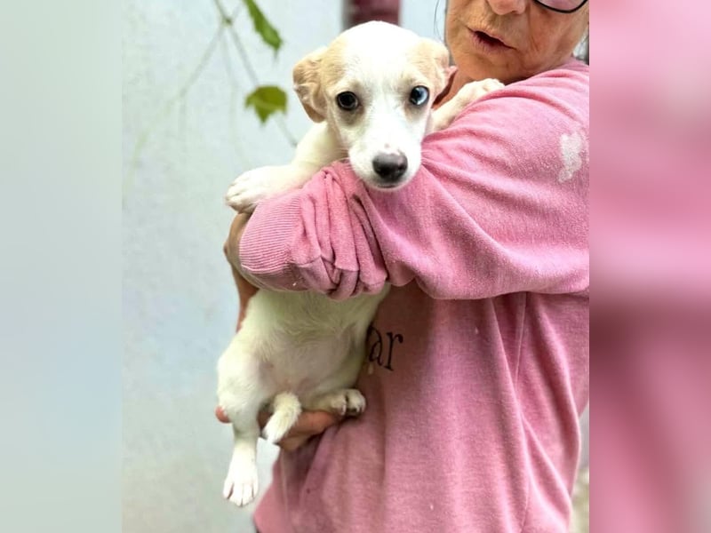 Susi – kleines Welpenmädchen sucht ihr Happy End