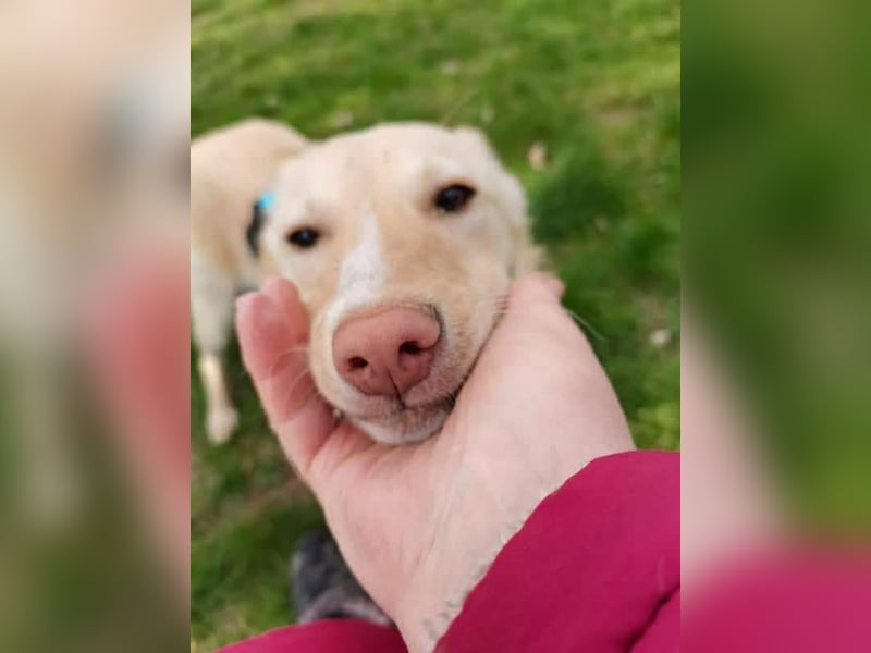 Bildhübsche Lesedi sucht ihr Für-Immer-Zuhause