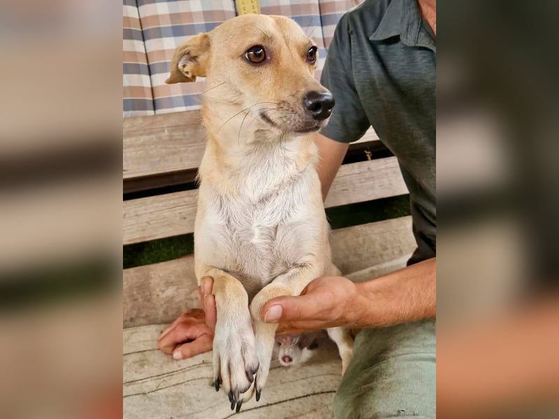 Kleiner Barry sucht ein großes Herz