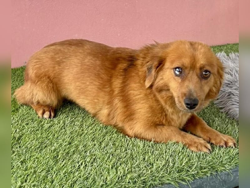 Katzenverträgliche , kleine Zoe