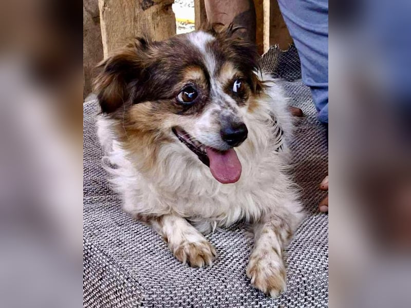 Kleine, sanfte 8 kg Hündin Amber