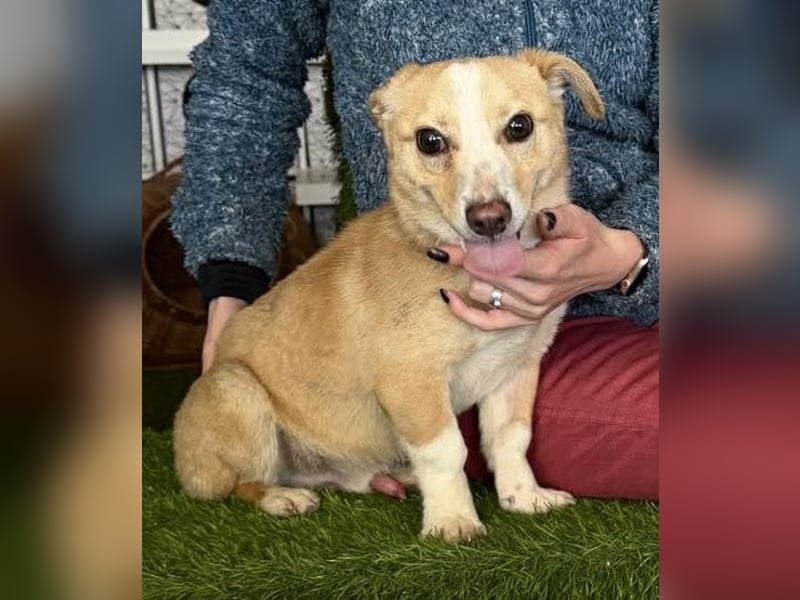 Kuschelhund Chester braucht seine Menschen