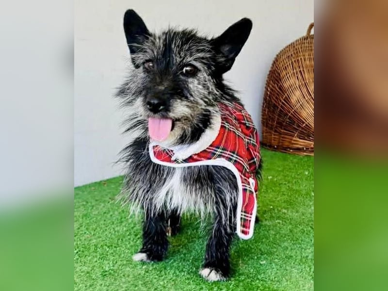 Fröhliche Terrier-Mix-Hündin Finja sucht liebevolles Zuhause
