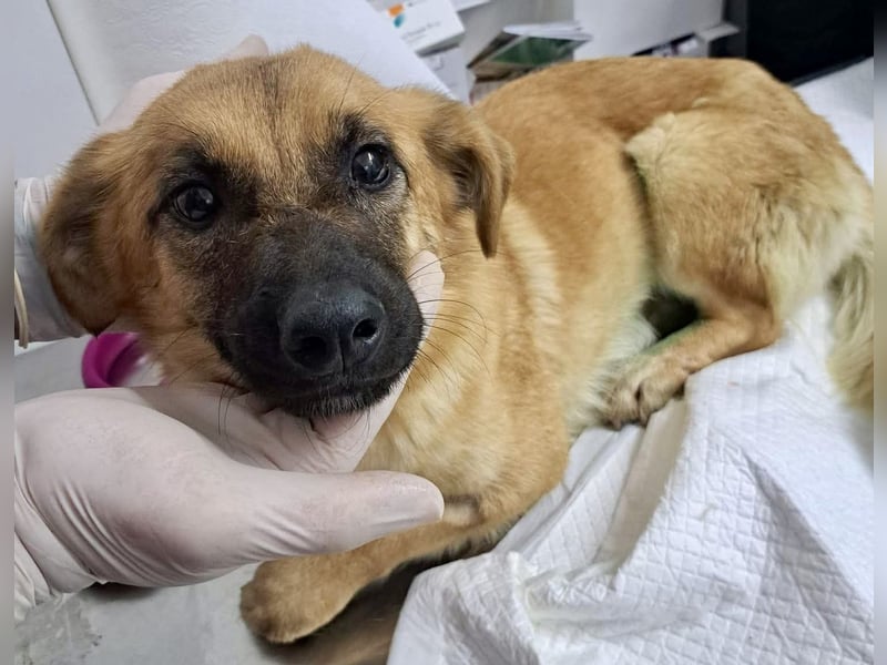 Super sanfte Pfötchengeberin Ava