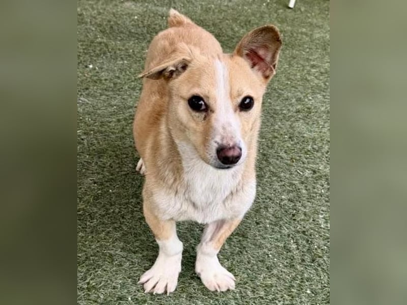 Kuschelhund Chester braucht seine Menschen