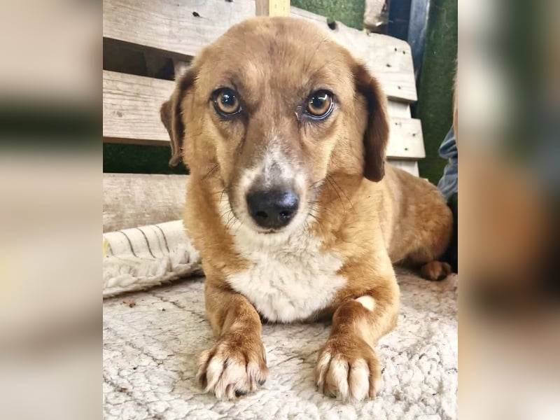 Tapsy, kleines Herz sucht Geborgenheit