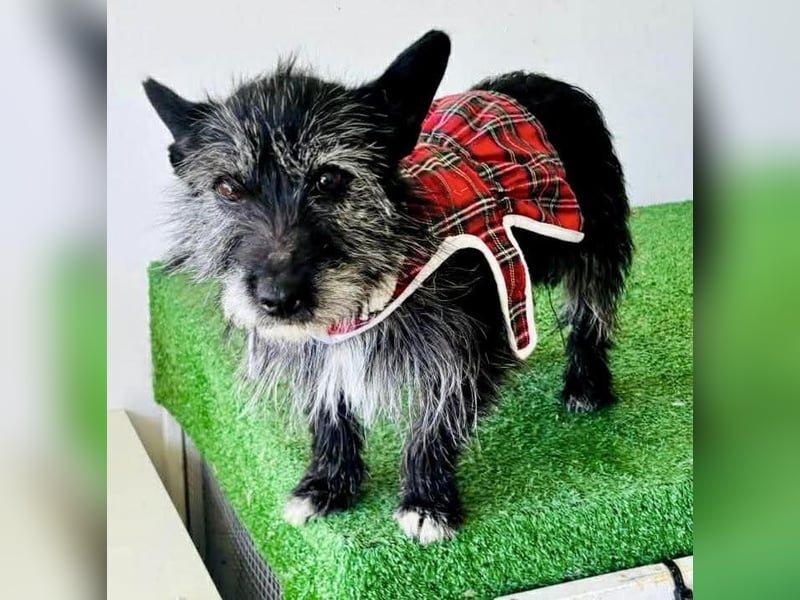 Katzenverträgliches Minimäuschen Finja