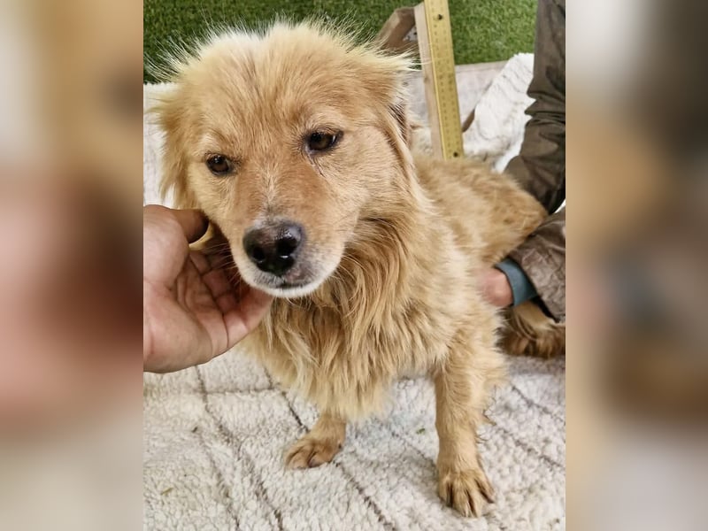 Socke – fröhlicher kleiner Grinsebär sucht sein Glück