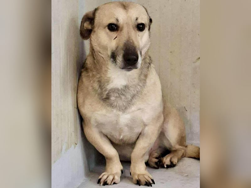 Kleiner ängstlicher Hundebub Balou