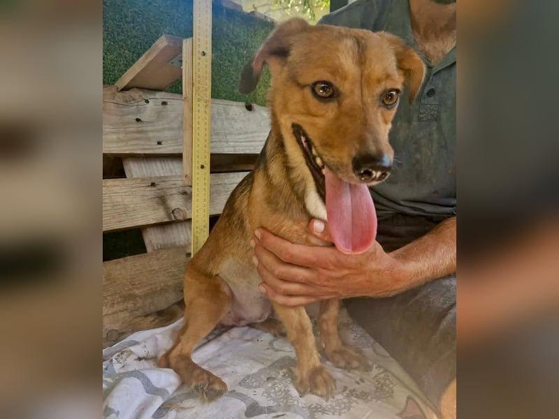 Souly, kleine Kämpferin sucht ihr Glück