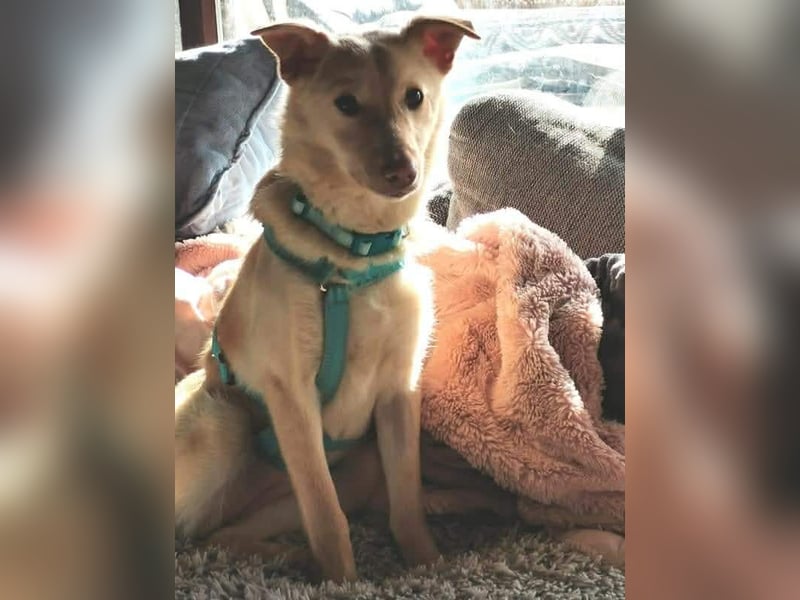 Bildhübsche Lesedi sucht ihr Für-Immer-Zuhause