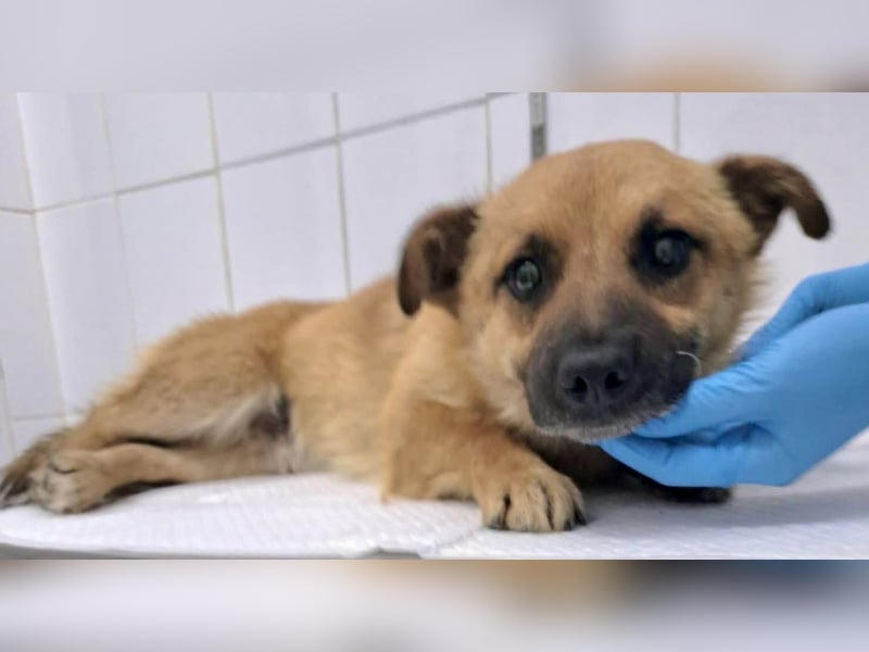 Kleiner Thor sucht sein großes Glück