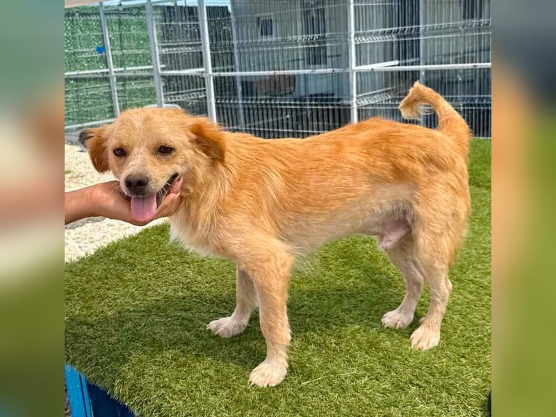 Ares, ein kleines Herz voller Liebe sucht sein Zuhause.