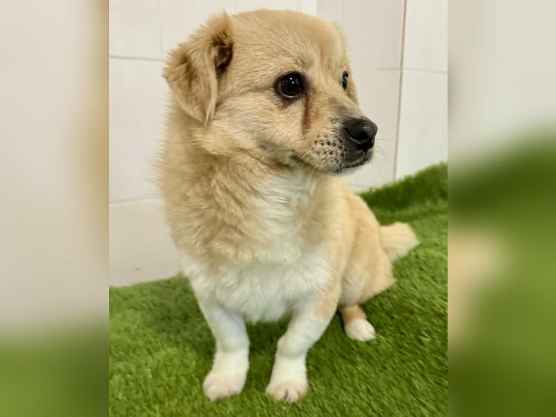 Katzenverträgliches Mini Männlein Capper