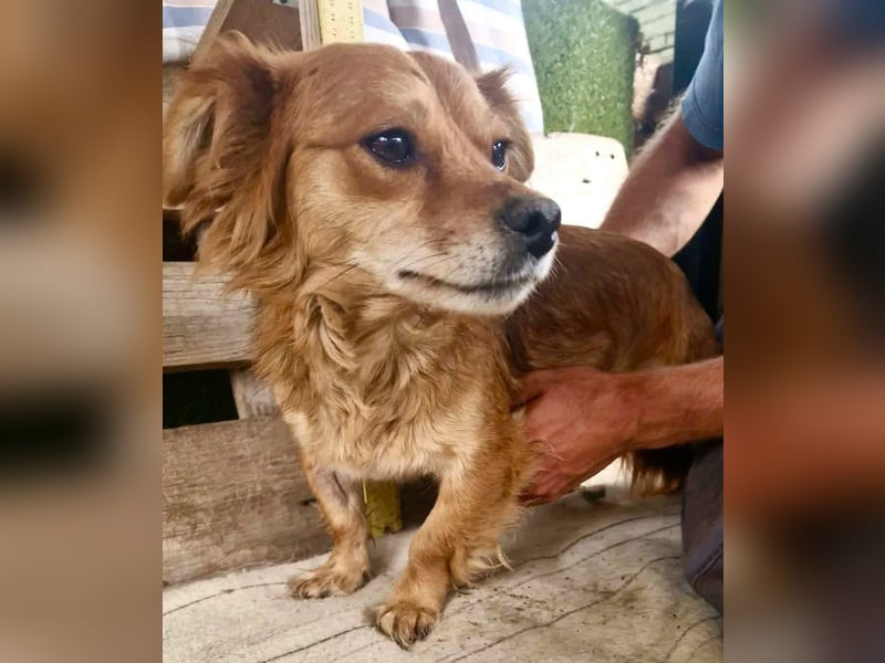 Kleine Leni sucht ein liebevolles Zuhause